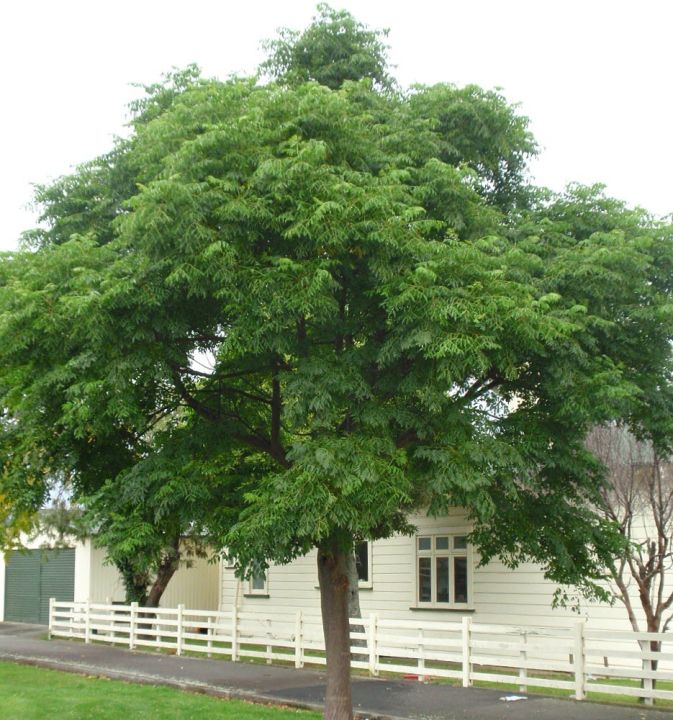 Bakain / Bakaayan / Melia Azedarach Tree Seeds