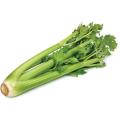 Celery (Ajwain) Vegetables Seeds - Seeds Vegetables Packet - Excellent Germination - Healthy Vegetable. 