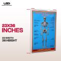 Human Skeleton System Wall Chart | HD Picture Presentation on 200 grams Laminated Card 23*36 inches. 