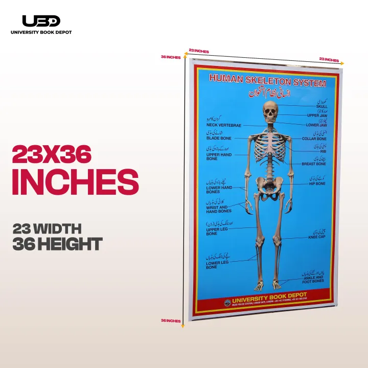 Human%20Skeleton%20System%20Wall%20Chart%20%7C%20HD%20Picture%20Presentation%20on%20200%20grams%20Laminated%20Card%2023*36%20inches%20-%20Image%202