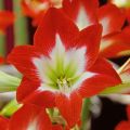 Imported Red Amaryllis Tres Chic Bulb. 