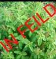 VANA TULSI as WILD TULSI Seeds From HIMALAYAS Lucky MEDICATION Plant With ANTI AGING WEIGHT LOSS HEALTHY HAIR ACNE SKIN PORES REDUCE URIC ACID CLEANSE KIDNEYS RELAX FROM STRESS REDUCE CHOLISTROL ULCERS MOUTH INFECTION INCREASE POSITIVE ENERGY BAD BREATH. 