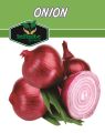 ONION SWAT ONE SEEDS  TOP QUALITY SEEDS. 