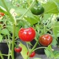 Cascabel Pepper Seeds Vegetable Seeds BY HAMZA EXPRESS. 