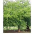 50+ Fresh Tree Seeds Easy Growing Different Bonsai Plant Flower. 