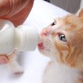 CAT & PUPPY FEEDING BOTTLE - 80ML. 