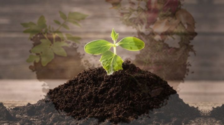 Organic%20Compost%20Pack%20of%201,2,3,5Kg%20-%20Image%203