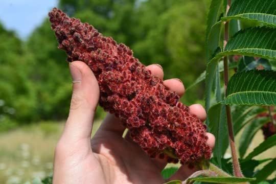 Pure Sumac 100% Pure Sumac Spice Powder 100gm | Natural Lemon Flavor Alternative ...