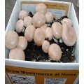 Cremini Mushroom Seeds. 