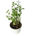 Niazbo / Basil  /  Marwa Garden Plant. 