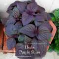 Organic Purple Shiso Seeds - 50 seed *Pot Friendly* Tanam Pasu, Purple Perilla - Mango Garden Seeds. 