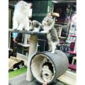 Cat Scratching Post - Fresh Design - For Cats. 