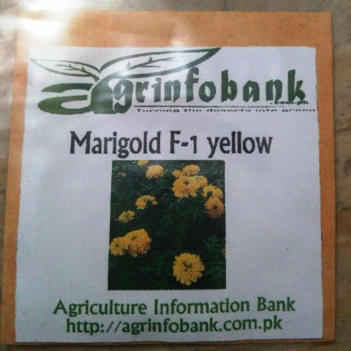 Marigold F-1 Yellow