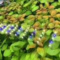 Ludwigia Repens Live Aquarium Plants / Low Tech Plants/ Aquatic plants. 