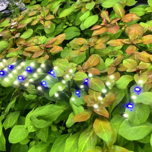 Ludwigia%20Repens%20Live%20Aquarium%20Plants%20/%20Low%20Tech%20Plants/%20Aquatic%20plants%20-%20Image%204