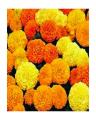 Marigold F1 Inca Hybrid - Flower Seeds -Yellow Orange Gold Mix. 