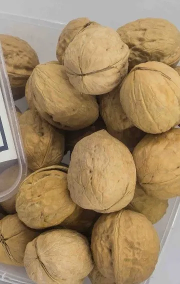 Akhrot Shell Walnuts With Shell - Akhrot 1kg | Daraz.pk