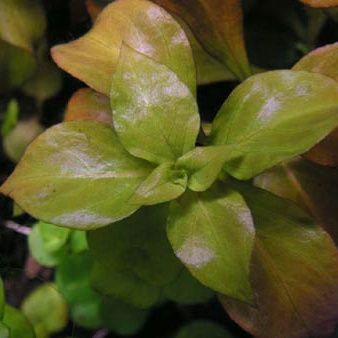 Ludwigia%20Repens%20Live%20Aquarium%20Plants%20/%20Low%20Tech%20Plants/%20Aquatic%20plants%20-%20Image%206