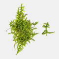 Java Moss Taxiphyllum Barbieri Aquarium Plant. 