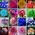 Mix Rose Flower Seeds Pack of 2. 