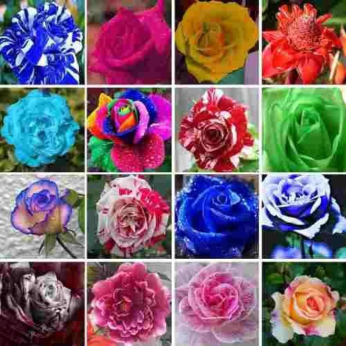 Mix%20Rose%20Flower%20Seeds%20Pack%20of%202%20-%20Image%202