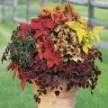 Wizard Mix Coleus Seeds. 
