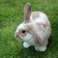 Extra Select Premium Rabbit Nuggets - Outdoor/Indoor Rabbit Food with Essential Vitamins & Minerals - 1kg pack. 
