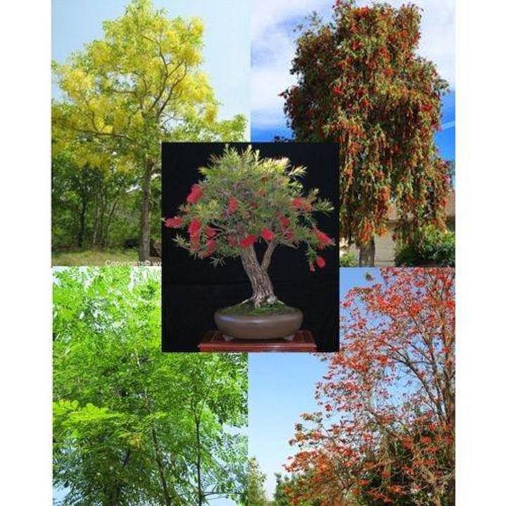 50+ Fresh Tree Seeds Easy Growing Different Bonsai Plant Flower
