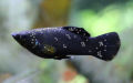 Aquarium Fish Care Best Medicine For Anti White Spot Plus  Fish Disease. 