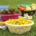 Appollo Veggie Basket. 