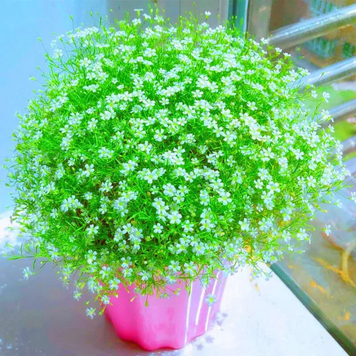 30+%20Gypsophila%20/%20Baby%20Breath%20Mix%20Color%20Flower%20Seeds%20Home%20Kitchen%20Gardening%20-%20Image%207