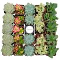 Artificial Flowers & Plants Pack Of 12 Artificial Cactus Plants In White Pots Planter Home Decor. 