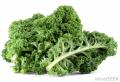 Curly Kale Green Seeds for Kitchen Gardening - Leafy Green Kale. 