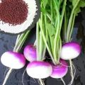 Turnip(purple)seeds(shaljam k beej/Shalgam k beej)(شلجم/شلغم کے بیج)Hybrid/Germinated/Best Quality/Fast growing/Excellent Germination/High Quality/Healthy Vegetable Seeds/Vegetable/Home/Kitchen/Gardening seeds/beej/Vegetables Seeds Packetk. 