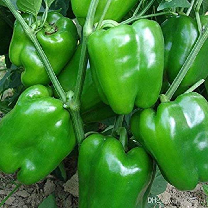 Hybrid Capsicum (Shimla Mirch) / Sweet Pepper Kitchen Gardening Vegetable Seeds