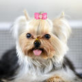 15 x Mixed Pet Small Dog Hair Bows Elastic Bands Puppy Cat Rhinestone Grooming. 