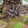 Realistic Wild Animal Snake Figurines Rattlesnake Spider Scorpion Action Figures Model Miniature Educational Prank Toys for Kids. 