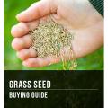 Hybrid Bermuda Grass Seed 50gm - Grass Seeds For Lawn & Garden. 