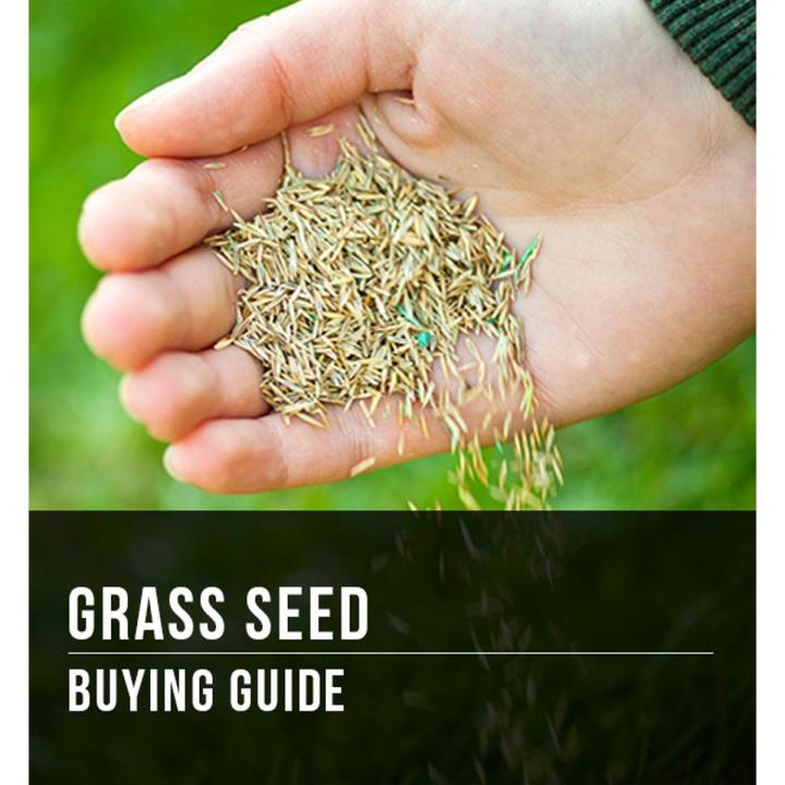 Hybrid Bermuda Grass Seed 50gm - Grass Seeds For Lawn & Garden
