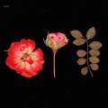 Dried Rose Pressed Flowers Plant for Epoxy Resin Jewelry Making Floral Decor. 