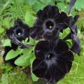 Black Velvet Petunia Flower Seeds. 
