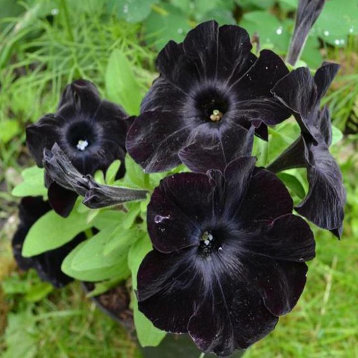 Black Velvet Petunia Flower Seeds
