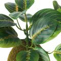 Ikea Artificial Potted Plant Moss. 