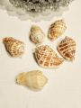 Natural Sea Shell Charms from Seek for Style – Assorted Designs for Jewelry & Crafts (Drilled) | Home Decor Aquarium Decorations. 
