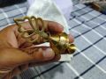Traditional Surma Dani, Metal Brass Surma Dani, Surma Jar, Surma Holder Hand Made(-Pital ki Surmedani) Small Size, With Free Gift for Kids (Sticker, Golden Scarf pin, Balloon, Pair of Girls Hair Poni) By Mall City Zone. 