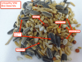 Mixed Feed (RingNeck) Parrot (1 KG). 