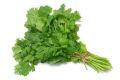 Coriander (Dania) - 250 Plus Seeds By More Green. 