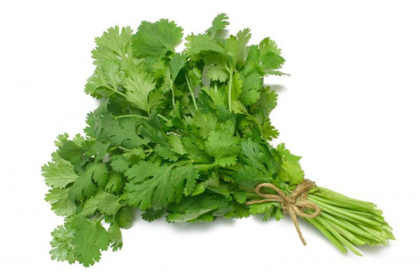 Coriander%20(Dania)%20-%20250%20Plus%20Seeds%20By%20More%20Green%20-%20Image%202