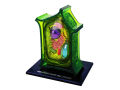 4D Vision Plant Cell Anatomy Model Learning Educational. 