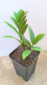 zz Plant Zamioculcas zamiifolia Indoor Table ZZ Plant Oxygen Plant. 